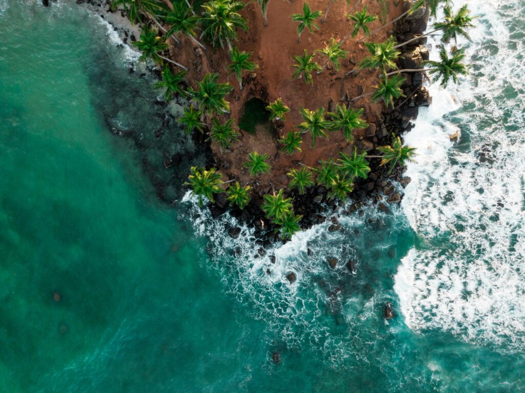 Coconut Tree Hill