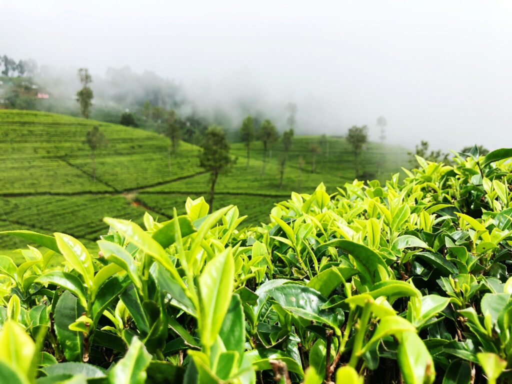 Tea Country