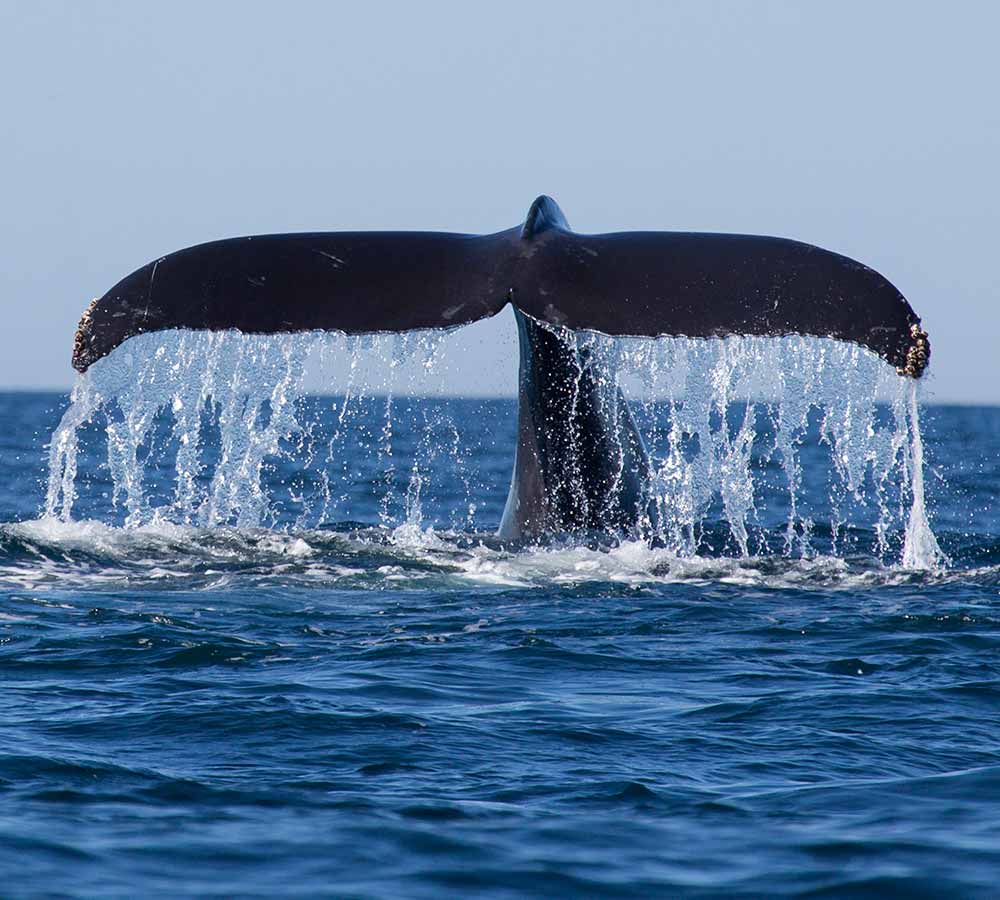 Whale watching mirissa