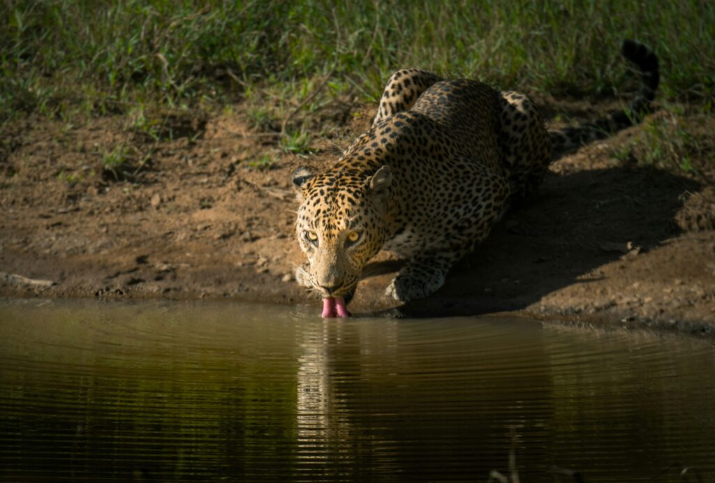 Yala Safari